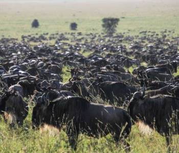 5 Days Migration Special Safari Tour