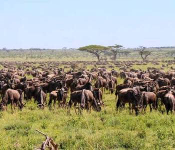 4 Days Special Migration Safari Tour