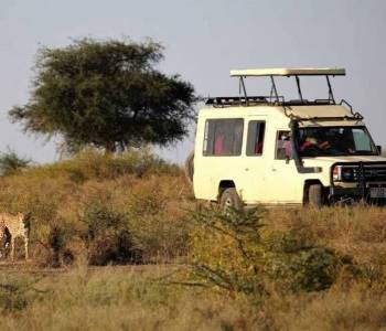 4 Days Serengeti Budget Safari Tour