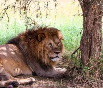 4 Day Luxury Tented Camp Experience Tour