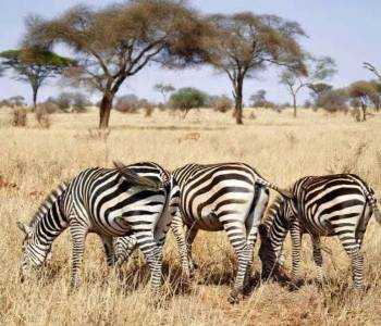 3-Day Tarangire And Serengeti National Park Tour
