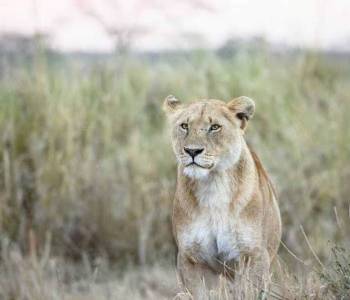3-Day Tanzania Big Five Safari Serengeti Only Tour