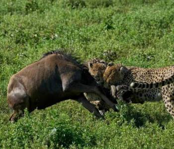 3-Day Ngorongoro And Serengeti Lodging Safari - Amazing Experience Tour