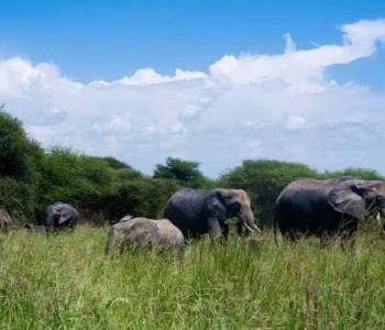 3-Day Best Of Ngorongoro Crater - Manyara - Tarangire Tour