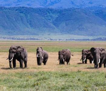 3 Days Tanzania Northern Circuit Affordable Safari Big Five Tour
