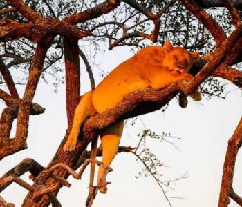 Ngorongoro Tour Packages