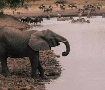 2-Day Epic Safari Best Of Tarangire And Manyara Tour