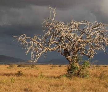 1-Day Mkomazi National Park Tour - Rhino Sanctuary