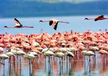 Manyara Tour Packages