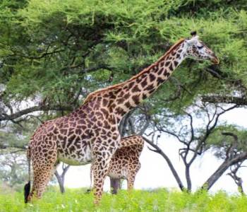 1-Day Arusha National Park Safari Tour