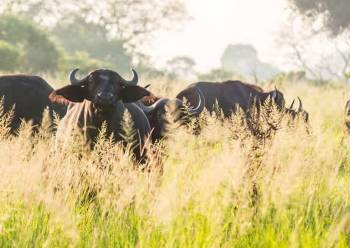 9 Days Safari To Selous - Mikumi And Ruaha Tour