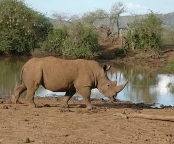 6 Days Safari Big 5 Of Selous And Ruaha Tour