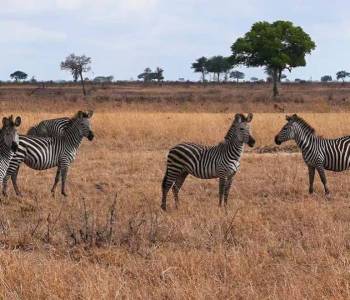 6 Days Luxury And Fly Safari In Selous And Ruaha Tour