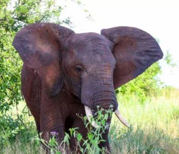 6 Day Safari Big Five At Selous And Ruaha Tour