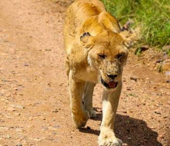 3-Day Affordable Safari In Mikumi National Park Tour