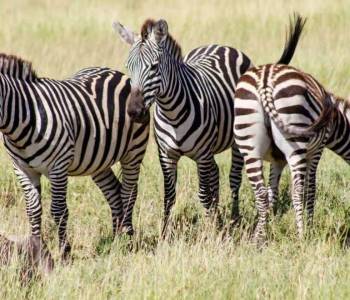 3 Days Mikumi Classic Southern Safari Tour