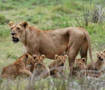2-Day Safari Mikumi Park And Masai Village Excursion Tour