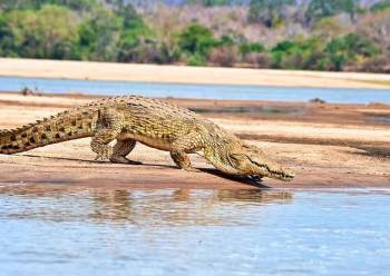 2 Days Mikumi Affordable Southern Safari Tour