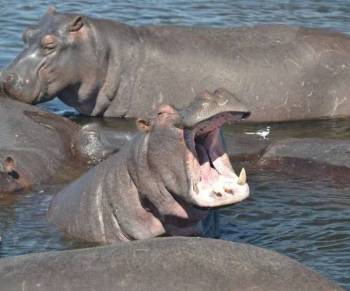 10 Days Of Wilderness In Selous - Mikumi And Ruaha Tour
