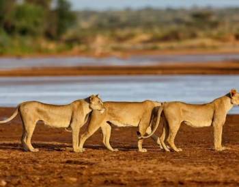 11 Days Classic Kenya Wildlife Safari - Maasai mara - Amboseli - Samburu Tour