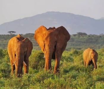 5 Days Samburu Safari Holiday And Cultural Tour