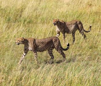 8 Days Tanzania And Kenya Classic Safari Vacation Tour