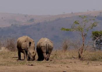 8 Days Kenya And Tanzania Combined Safari Holiday Tour