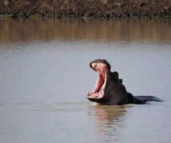 7 Days Safari Tanzania - Kenya Safari Tour