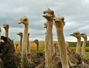 5-Day Kenya - Tanzania Combined Safari Wooden For Jambo Mara Tour