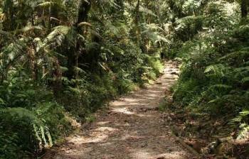 One Day Mount Kilimanjaro Marangu Hiking Tour