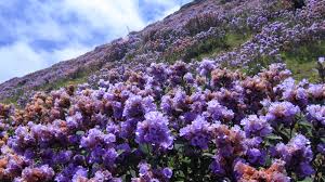5 Nights 6 Days Munnar