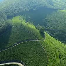 Munnar - Thekkady - Alleppey - Cochin Tour