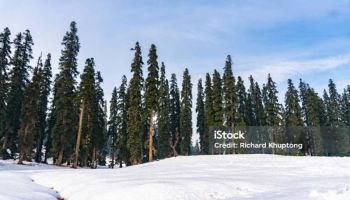 Megnificent Kashmir Trip 6 Nights 7 Days