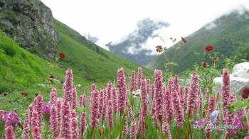Valley Of Flowers Tour Package