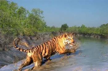 2Nights 3Days Adventure Sundarbon Tour Package