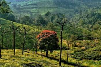 Coorg Mysore Ooty Tour