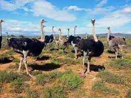 Spectacular South Africa