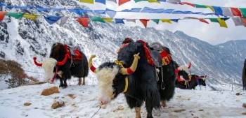 Sikkim Gangtok Lachung Honeymoon Packages 4N-5D