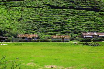 Thekkady Tour Packages