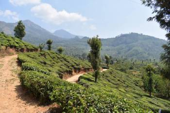 Thekkady Tour Packages