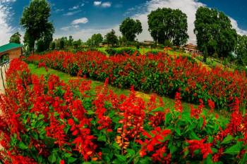 Blissful Kashmir - Honeymoon Package 6 Nights - 7 Days