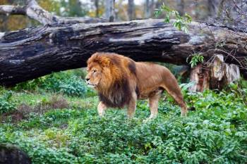Jim Corbett Packages For A Refreshing Getaway