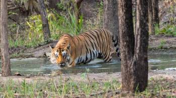 Jim Corbett Packages For A Refreshing Getaway