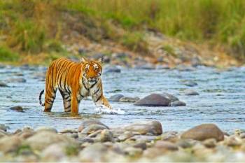 9 Days Mussoorie - Corbett - Kausani - Nainital Tour Ex - Delhi