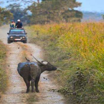 Shillong-Cherrapunjee-Kaziranga Tour