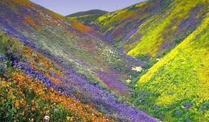 Valley of Flowers with Hemkund Sahib 2024