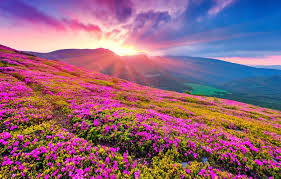 Valley of Flowers with Hemkund Sahib 2024