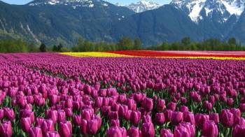 Kashmir 5 Nights - 6 Days Tour Ex - Srinagar