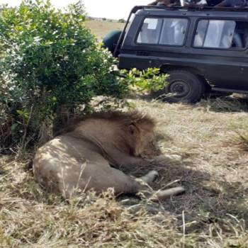 Best Kenya Group Joining Safari Experience- Masai Mara and Lake Naivasha