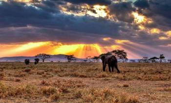 Ngorongoro Tour Packages